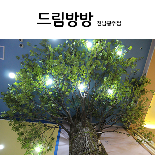 전남 광주 드림방방 - 대형느티나무