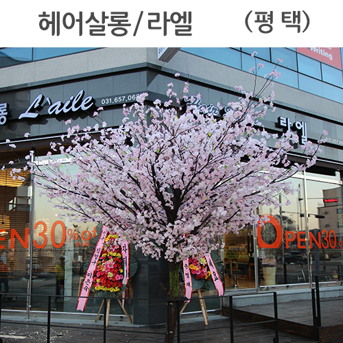 헤어살롱 라엘(부평) - 벚꽃나무