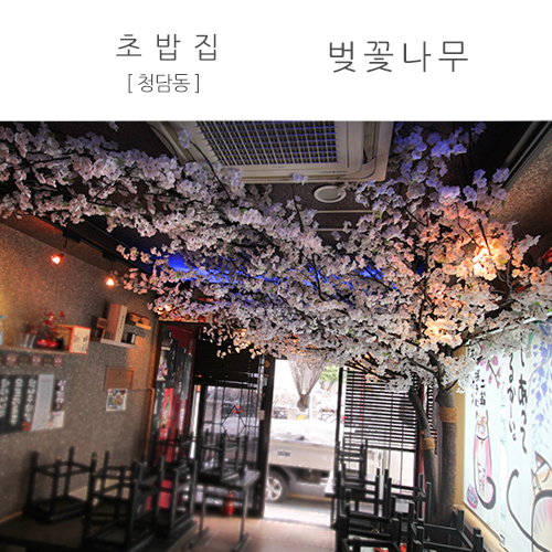 청담동 초밥집  - 벚꽃나무