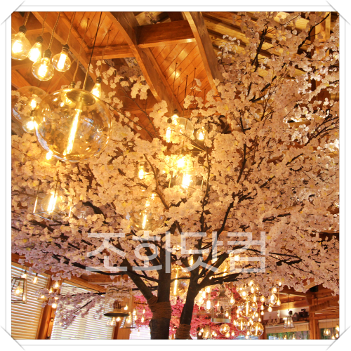 원주 베이커리 궁 - 매화나무,벚꽃나무