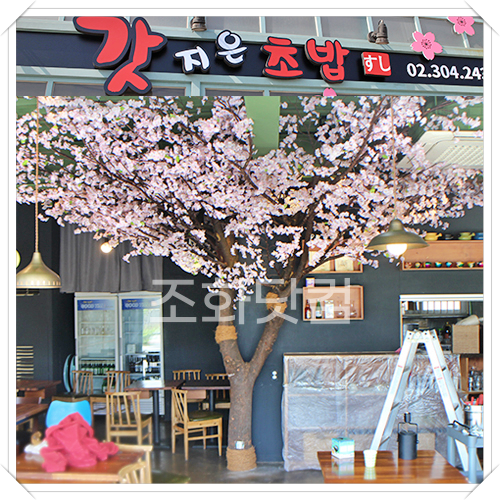 갓지은 초밥 / 상암동 - 벚꽃나무