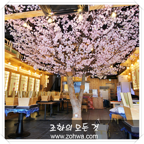 부산 만만코코로 - 벚꽃나무