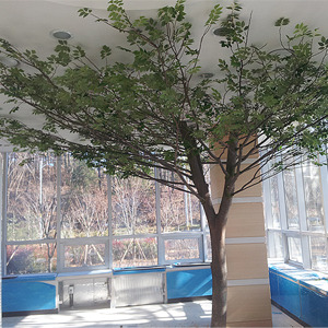 공주지방법원 종합민원실 느티나무
