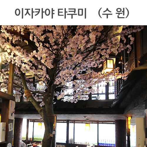 이자카야 타쿠미 - 3m50cm 대형벚꽃나무2그루