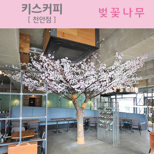 키스커피 천안두정점 - 벚꽃나무