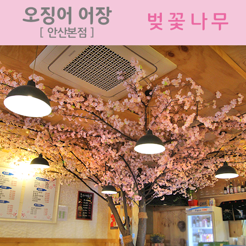 오징어 어장 안산본점  -  벚꽃나무(핑크)
