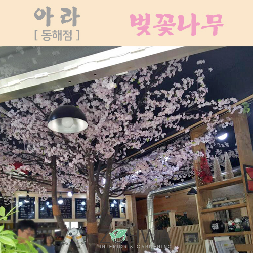 아라 까페 / 동해점 - 벚꽃나무