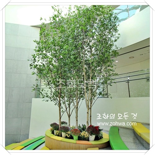 서울 경복초등학교 - 자작나무