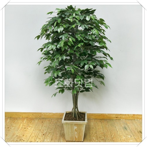 벤자민나무-160cm(화분가포함)