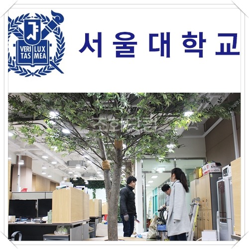 서울대학교-올리브나무,자작나무,벽면녹화