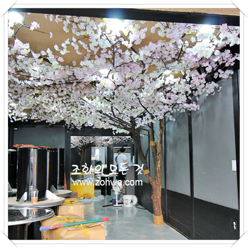 일원동 회포 - 벚꽃나무