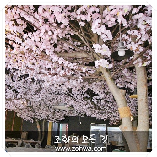 창원 몽상가 - 벚꽃나무
