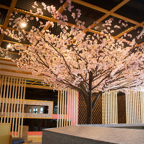 한국참치 - 벚꽃나무